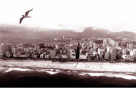 Bird flying over Rio de Janeiro beach